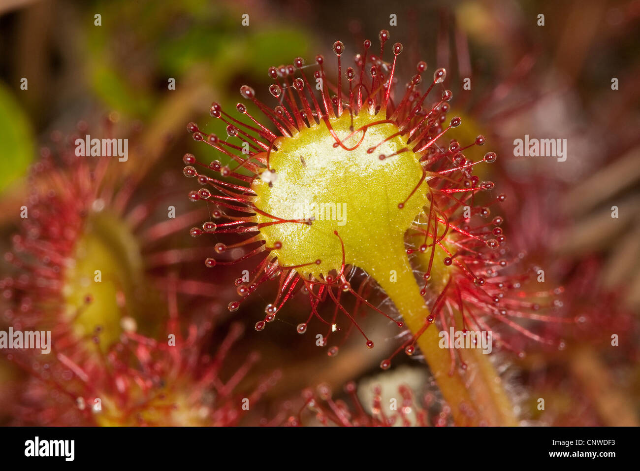 Runde-leaved Sonnentau, Roundleaf Sonnentau (Drosera Rotundifolia), Blatt mit Glandulars, Deutschland Stockfoto