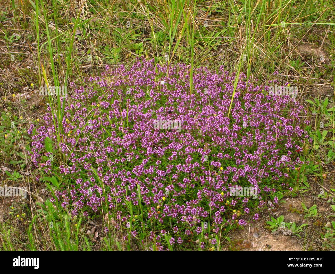 Kriechender thymian -Fotos und -Bildmaterial in hoher Auflsung  Alamy