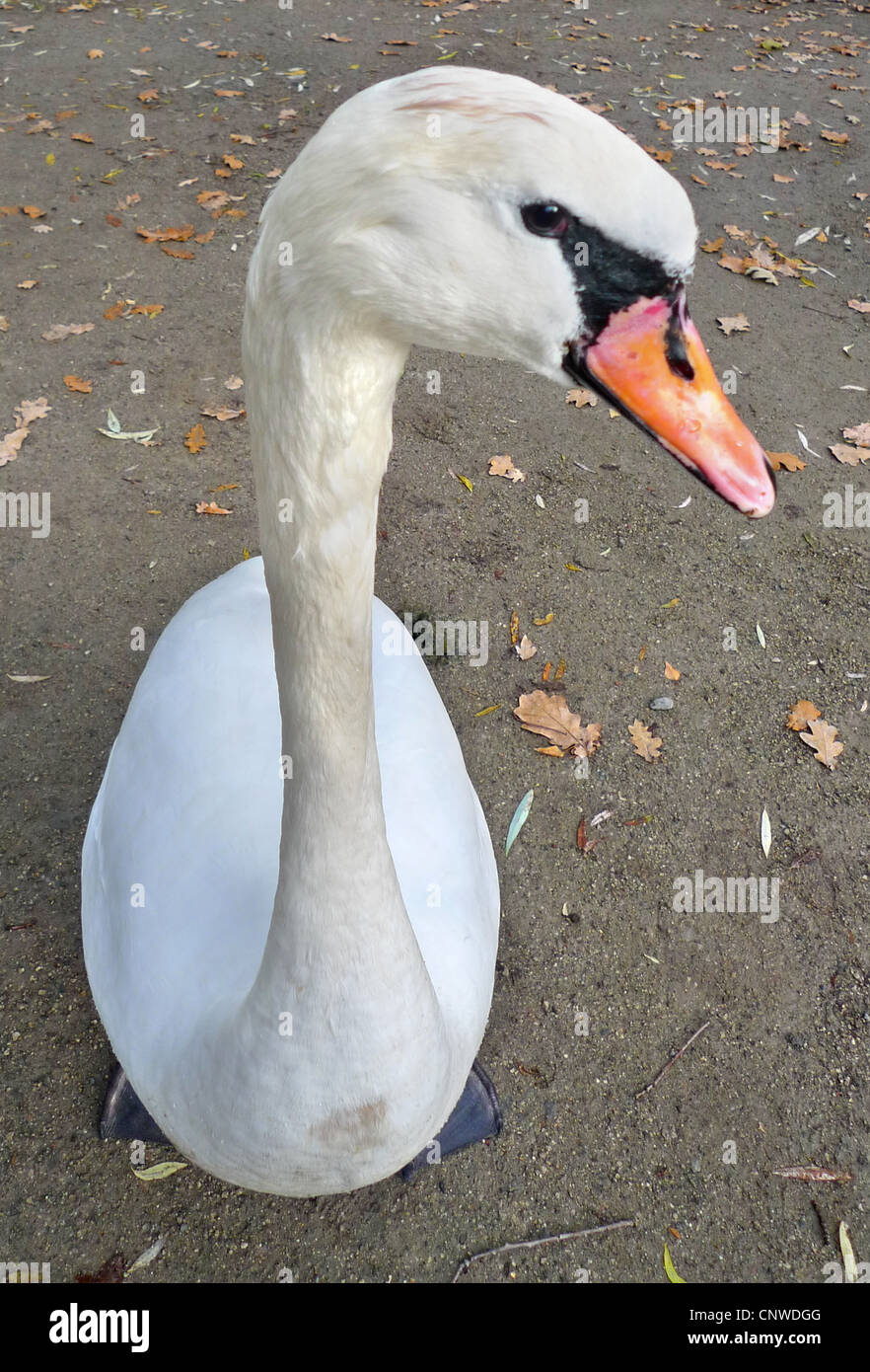 Schwan (Cygnus Olor) stumm, in der Nähe Porträt von oben, Deutschland, Lippstadt Stockfoto