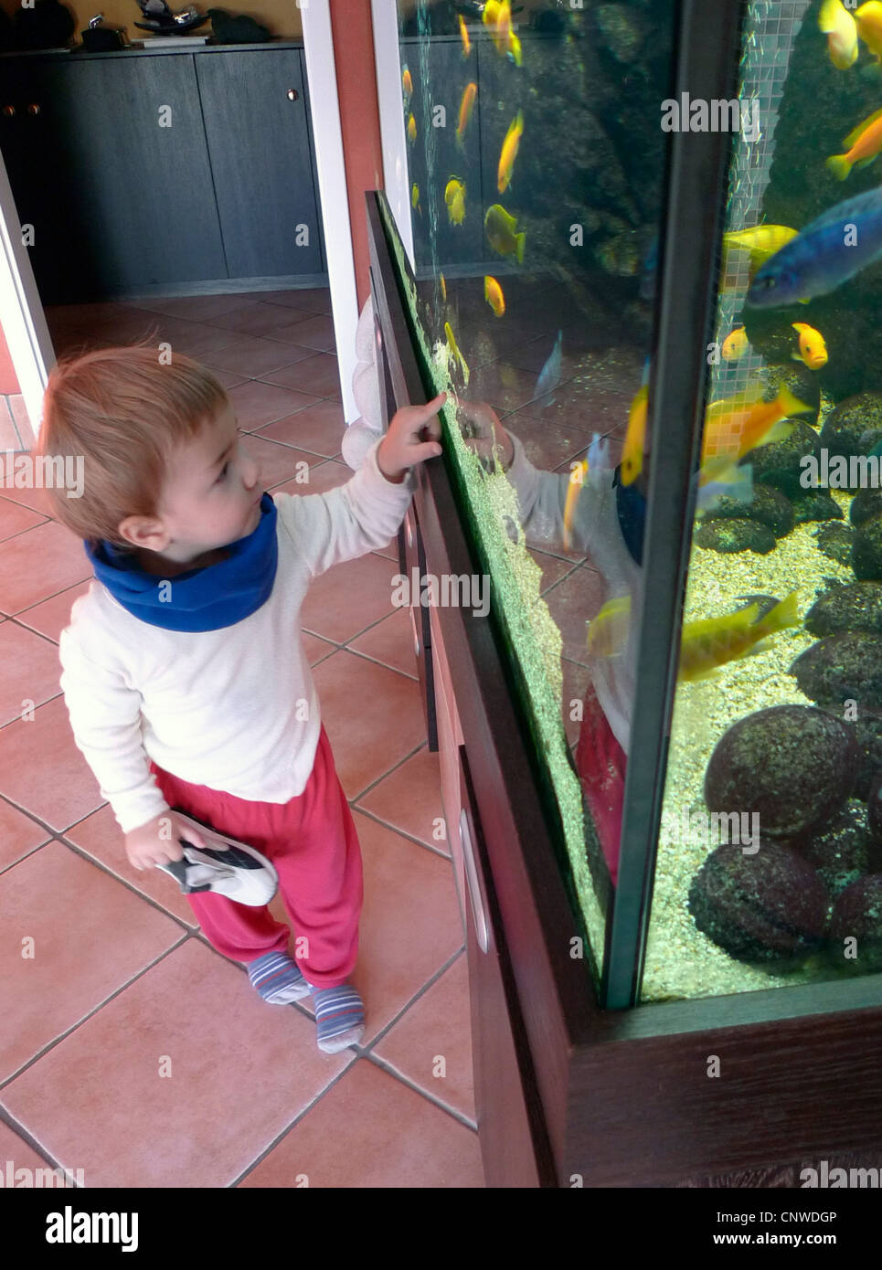 kleiner Junge in einem aquarium Stockfoto