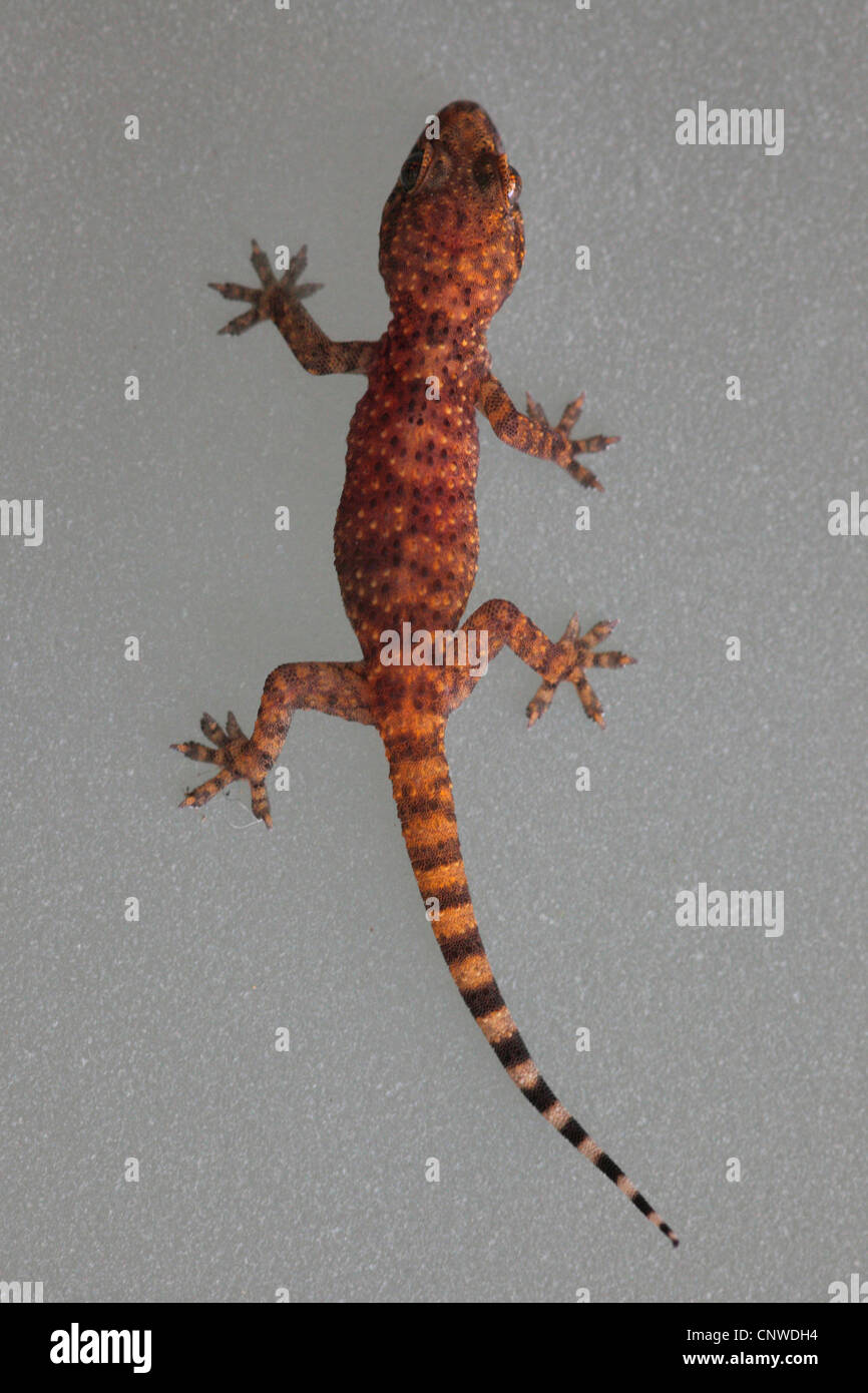 Türkische Gecko, mediterrane Gecko (Hemidactylus Turcicus), Juvenile auf ein Glas Milch, Türkei, Antalya Stockfoto