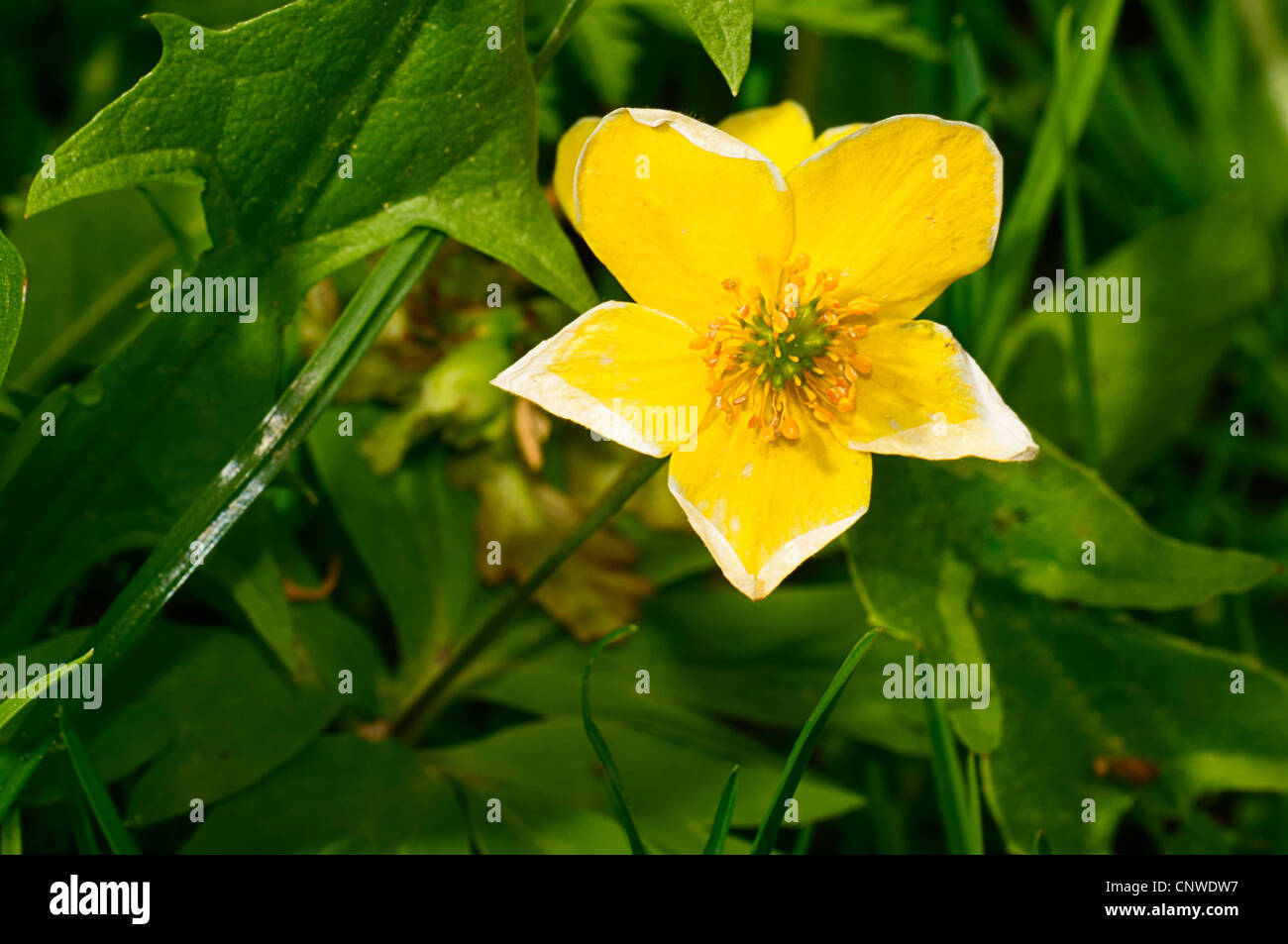 Gelbe Blume eine Butterblume gegen grüne Blätter Stockfoto