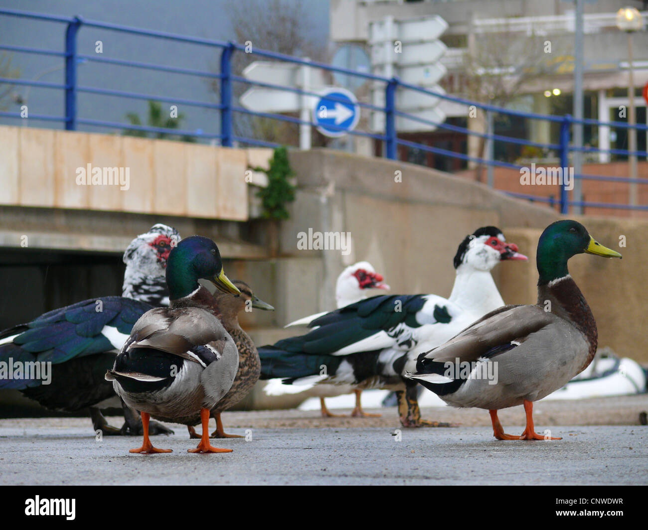 Stockente (Anas Platyrhynchos), eine Gruppe von Vogel in der Stadt stehen auf Asphalt auf der Suche in die Richtung wies durch ein Verkehrsschild Stockfoto