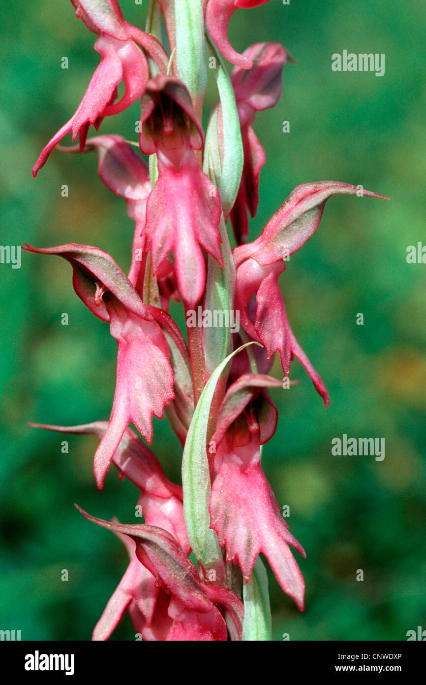 das Land Kanaan Orchis (Orchis Sancta), Blütenstand, Griechenland, Rhodos Stockfoto