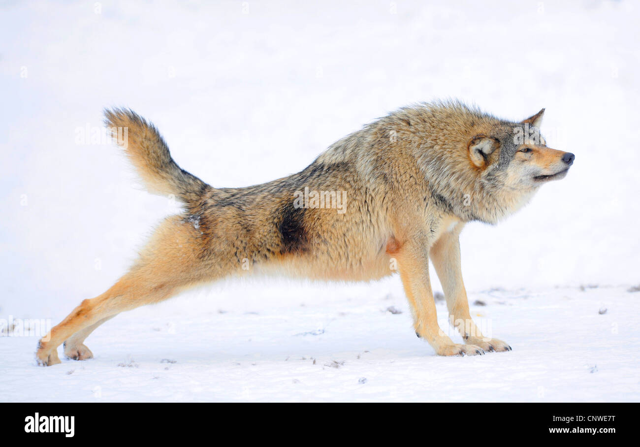 Mackenzie Tal Wolf, Rocky Mountain Wolf, Alaskan Tundra Wolf oder kanadischen Timber Wolf (Canis Lupus Occidentalis), dehnen, Kanada Stockfoto