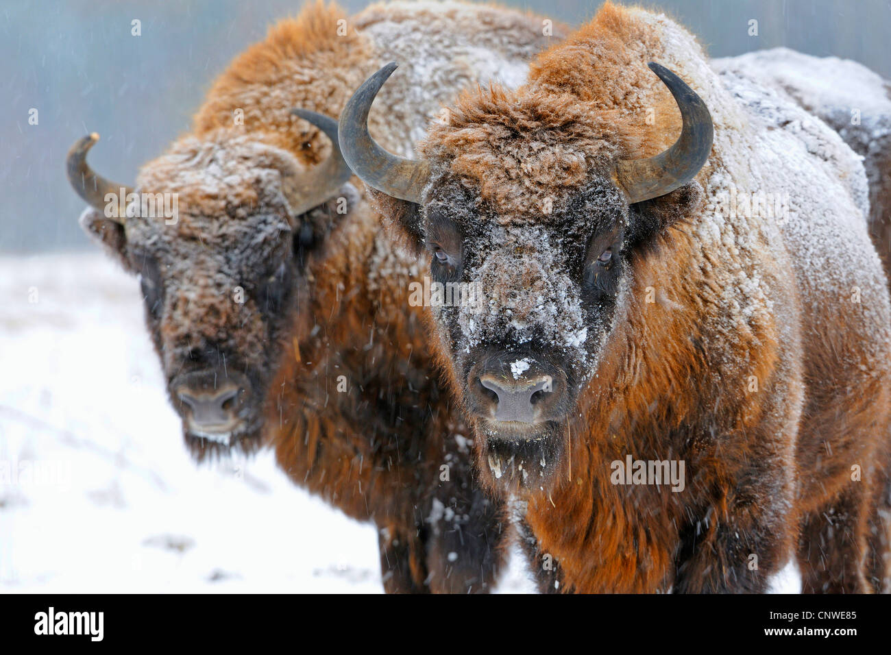 Europäische Bison, Wisent (Bison Bonasus), bei Schneefall, Deutschland Stockfoto