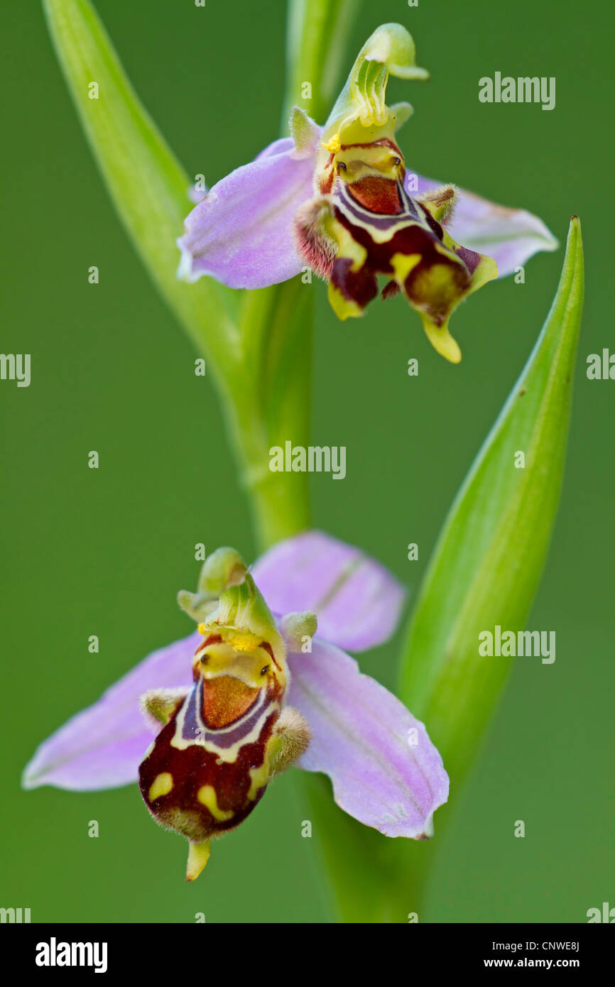 Biene Orchidee (Ophrys Apifera) blühen, Spanien, Balearen, Mallorca Stockfoto