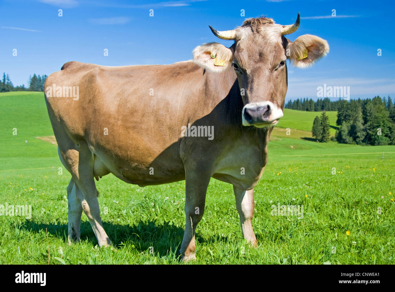 Hausrind (Bos Primigenius F. Taurus), Kuh auf der Alm, Österreich Stockfoto