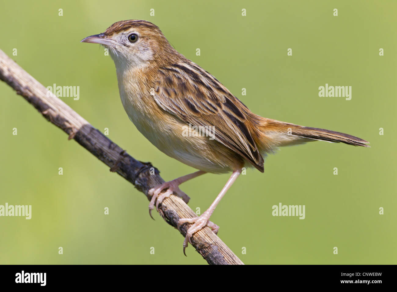 drolligen Cistensänger (Cistensänger kommt), sitzt auf einem Zweig, Spanien, Balearen, Mallorca Stockfoto