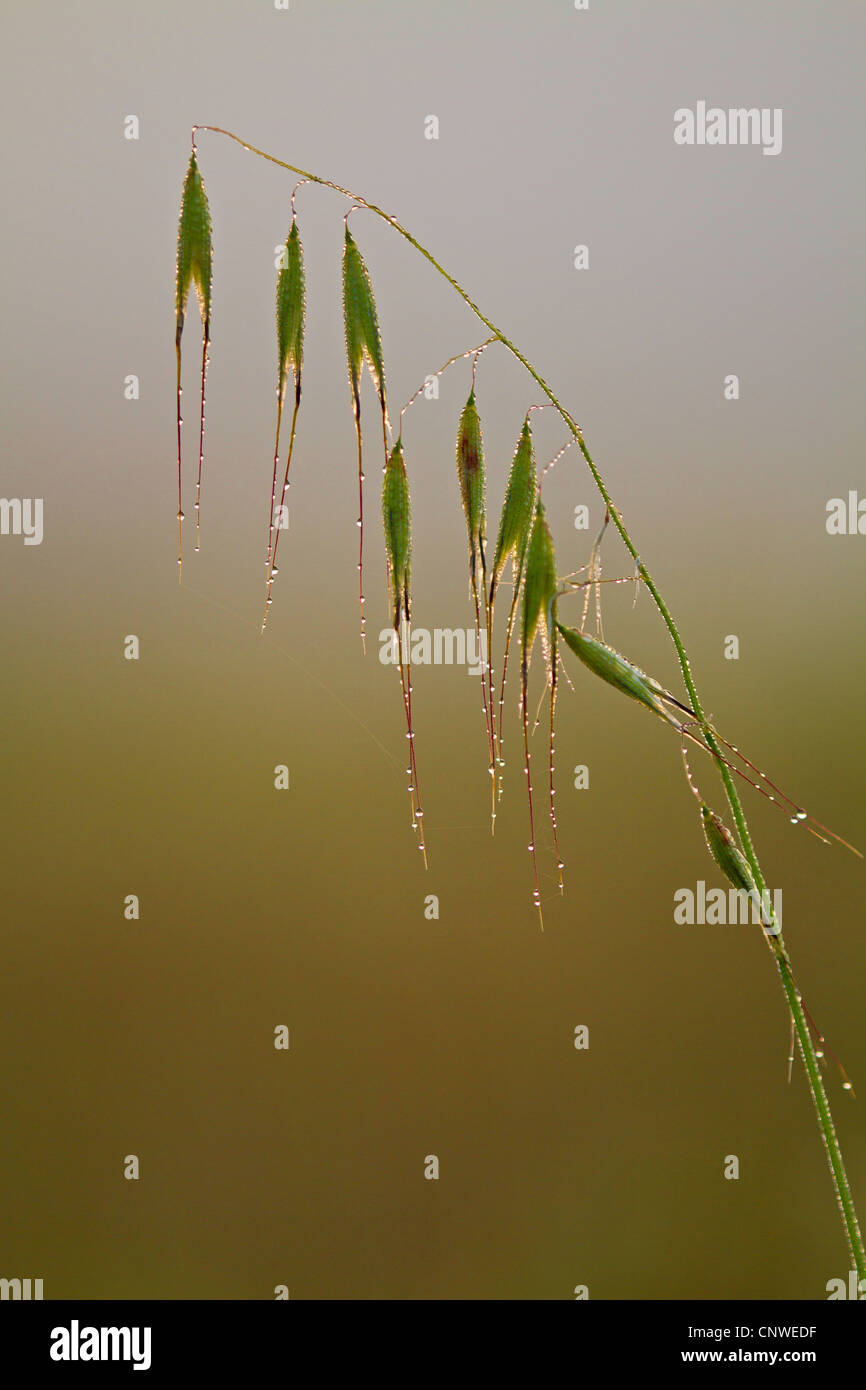 animierte Hafer, sterile Hafer (Avena Sterilis), Inflorecence auf morgen Tau, Balearen, Mallorca Stockfoto