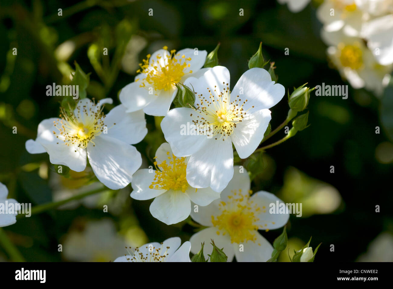 Wildrose (Rosa Longicuspis, Rosa Longicusbis, Rosa Lucens Rolfe, Rosa Yunnensis), blühen Stockfoto