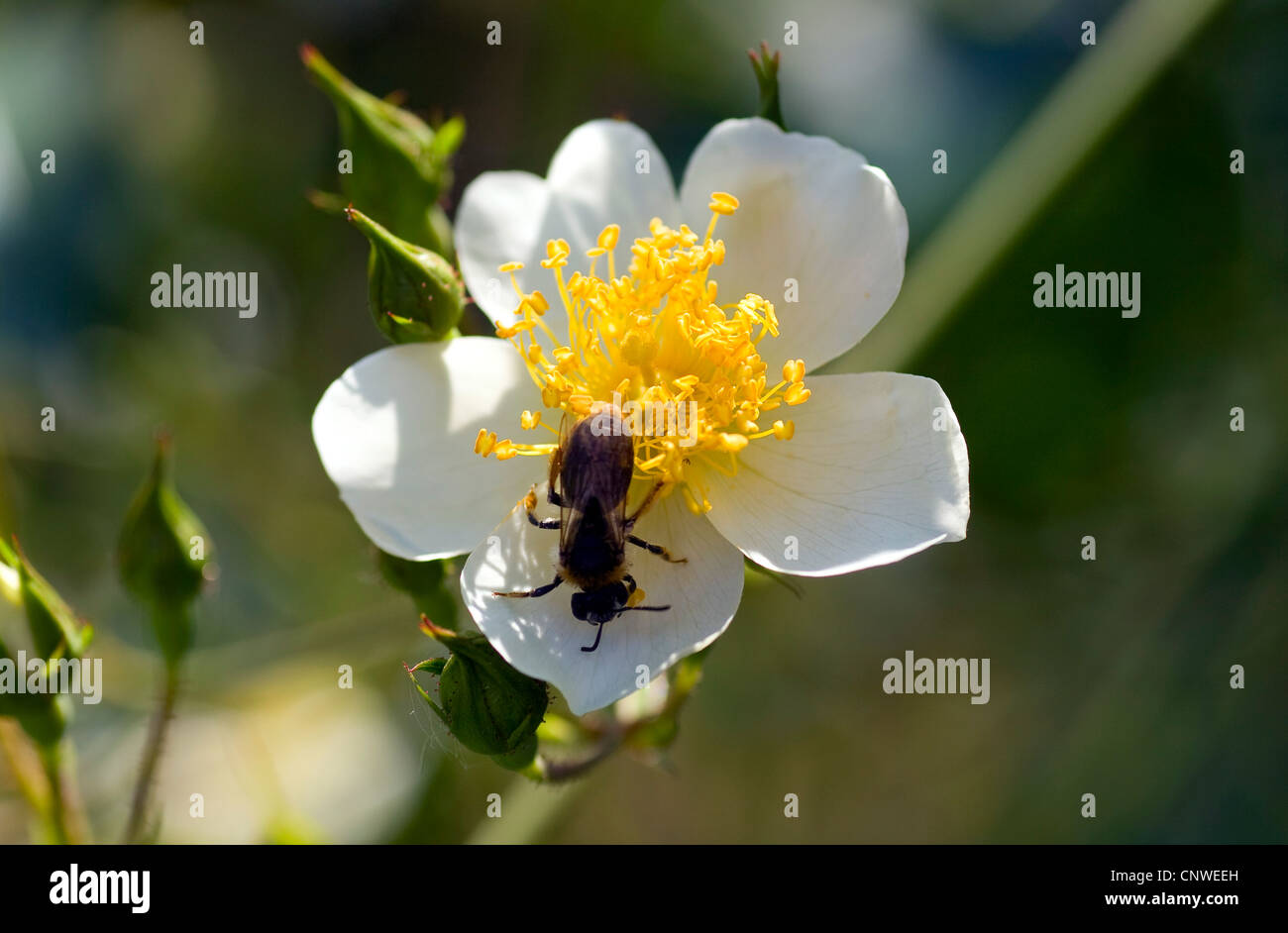 Wildrose (Rosa Longicuspis, Rosa Longicusbis, Rosa Lucens Rolfe, Rosa Yunnensis), blühen Stockfoto