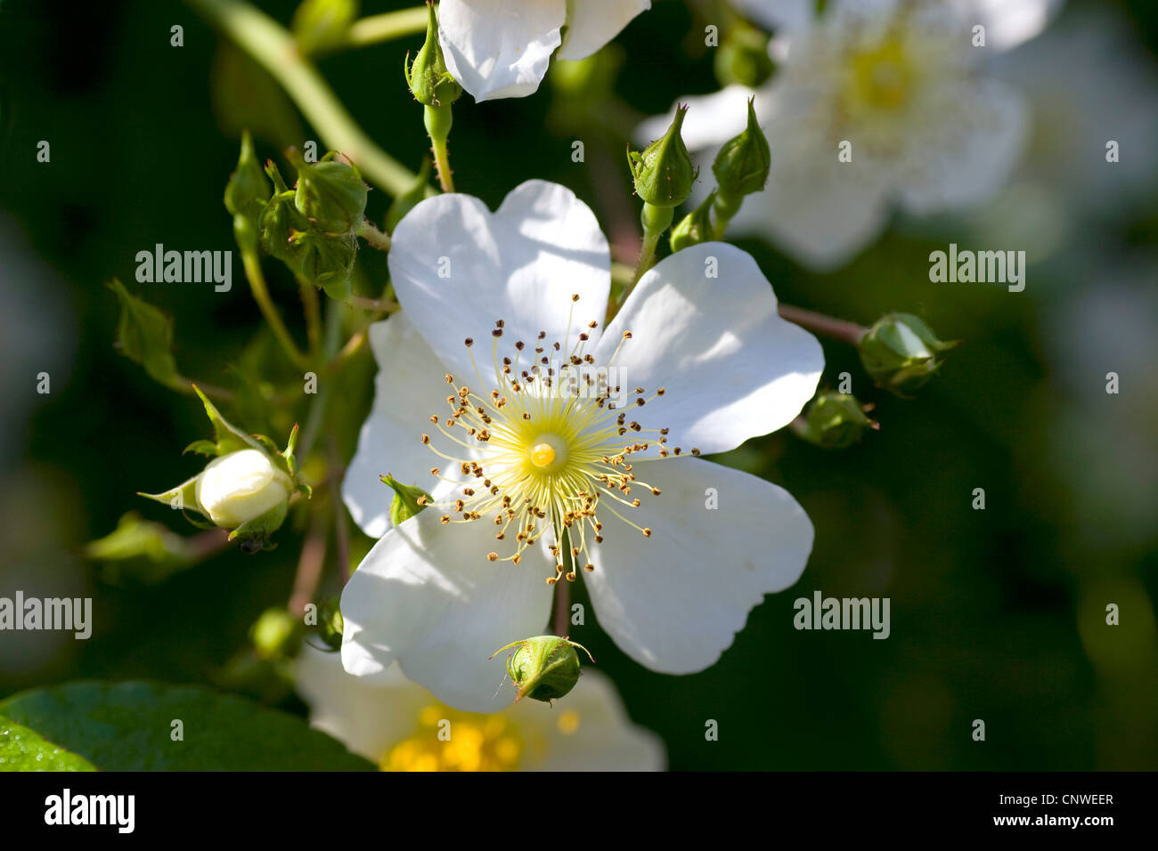 Wildrose (Rosa Longicuspis, Rosa Longicusbis, Rosa Lucens Rolfe, Rosa Yunnensis), blühen Stockfoto