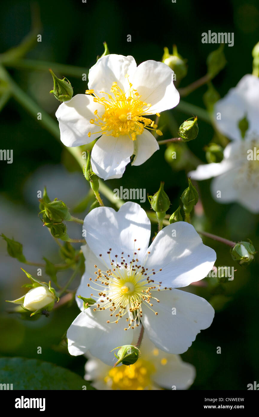 Wildrose (Rosa Longicuspis, Rosa Longicusbis, Rosa Lucens Rolfe, Rosa Yunnensis), blühen Stockfoto