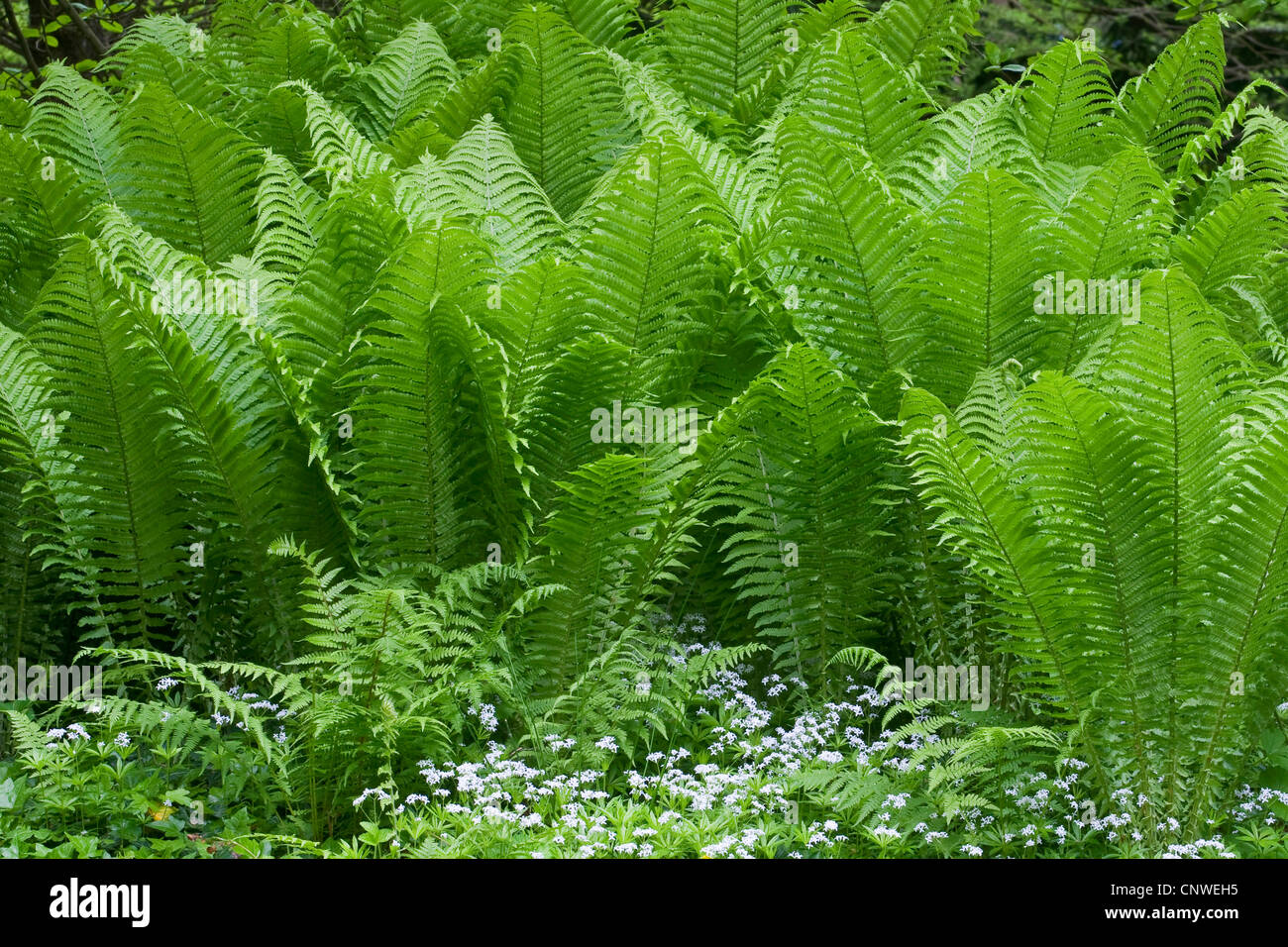 Europäische Strauß Farn (Matteuccia Struthiopteris), Gruppe, Deutschland, Nordrhein-Westfalen Stockfoto