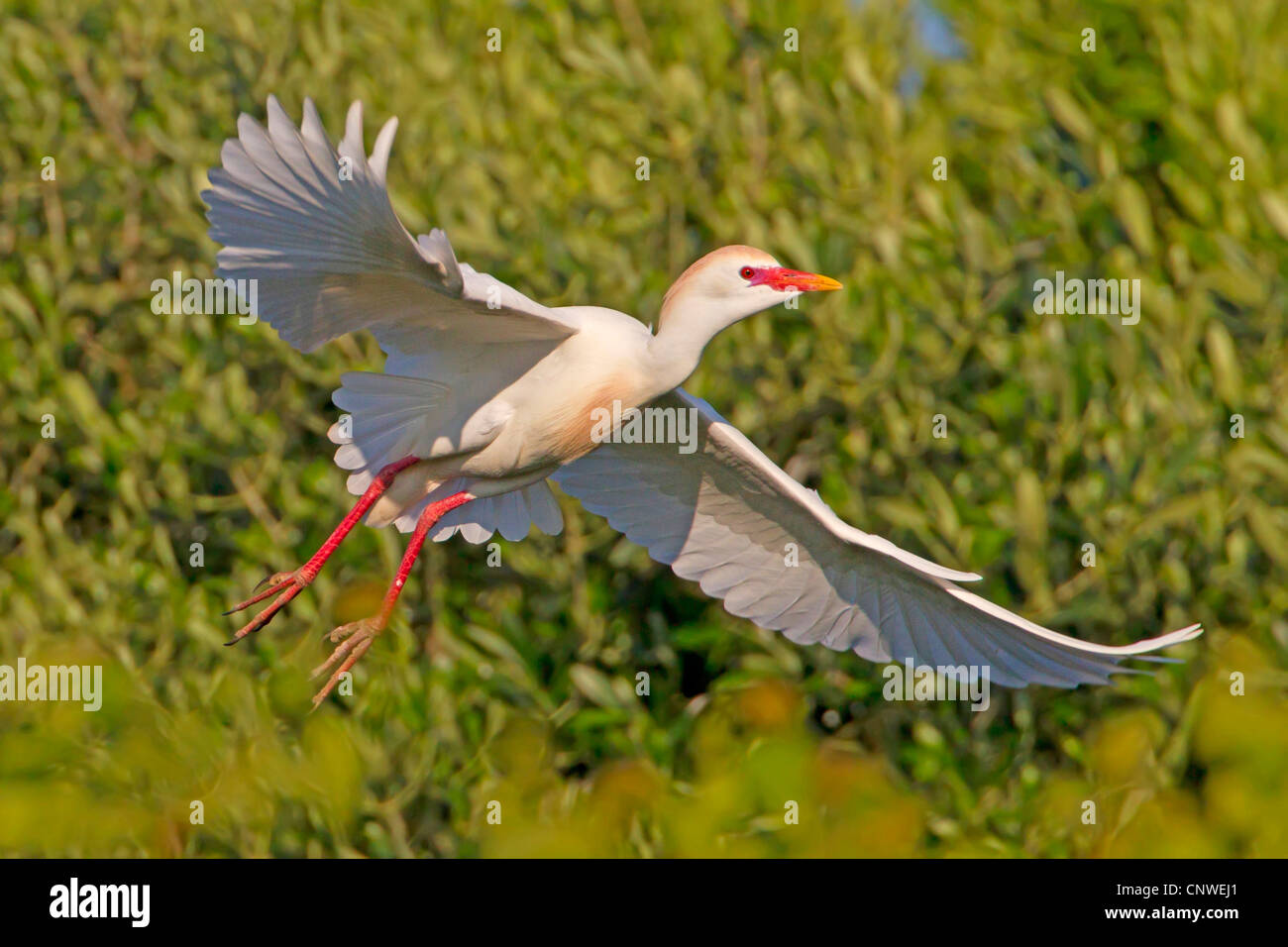 Kuhreiher, Buff-backed Reiher (Ardeola Ibis, Bubulcus Ibis), fliegen, Spanien, Balearen, Mallorca Stockfoto