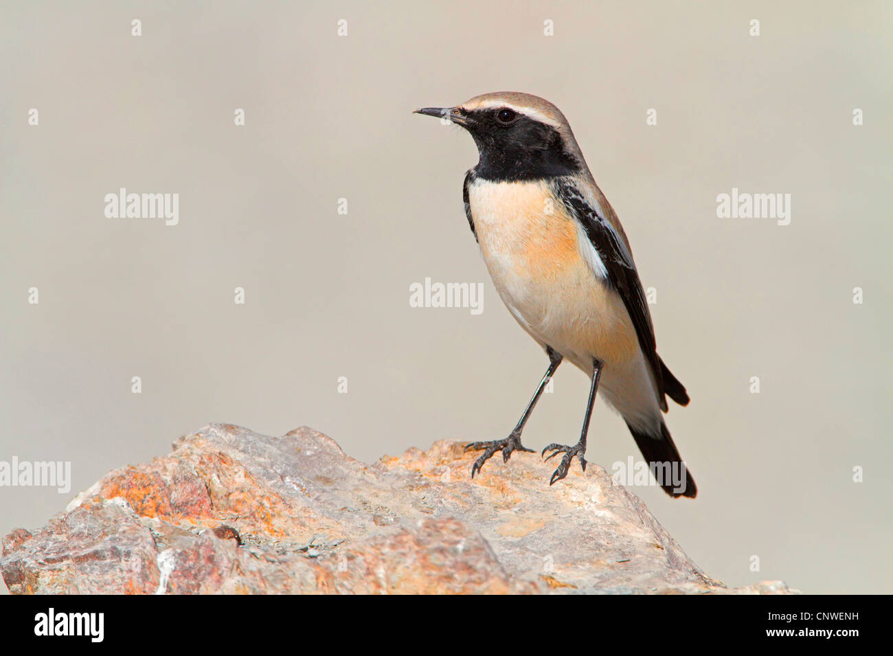 Wüsten-Steinschmätzer (Oenanthe Bodendegradierung), männliche sitzt auf einem Felsen, Oman Stockfoto