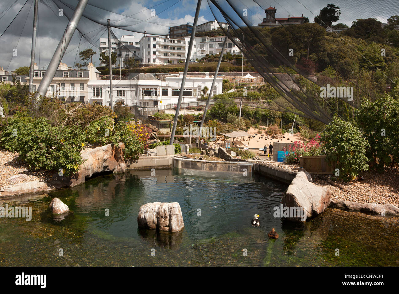 Großbritannien, England, Devon, Torquay, lebende Küsten, Meer Ente Gehäuse Stockfoto