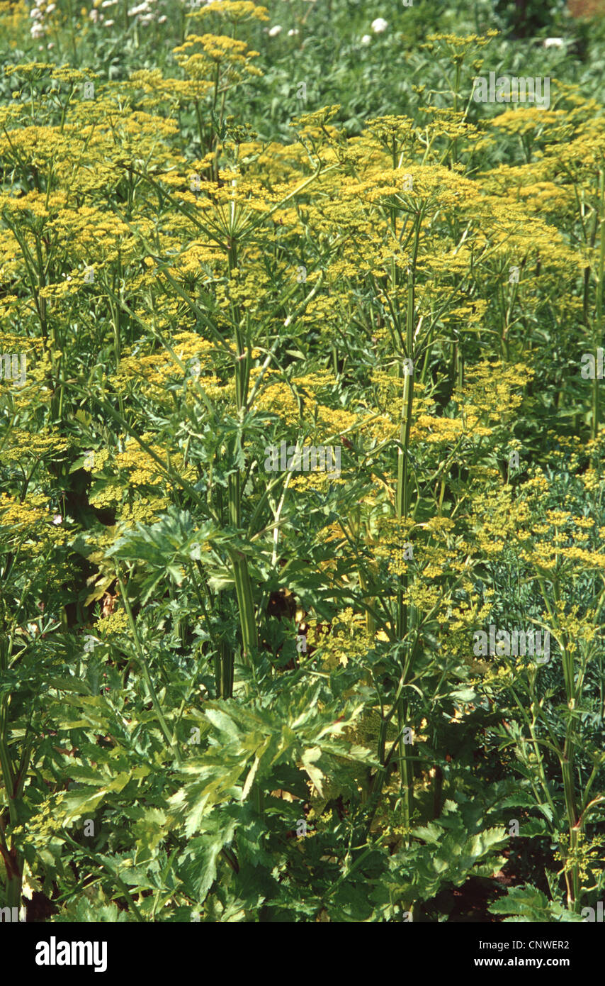 Pastinaca sativa wild parsnip -Fotos und -Bildmaterial in hoher ...