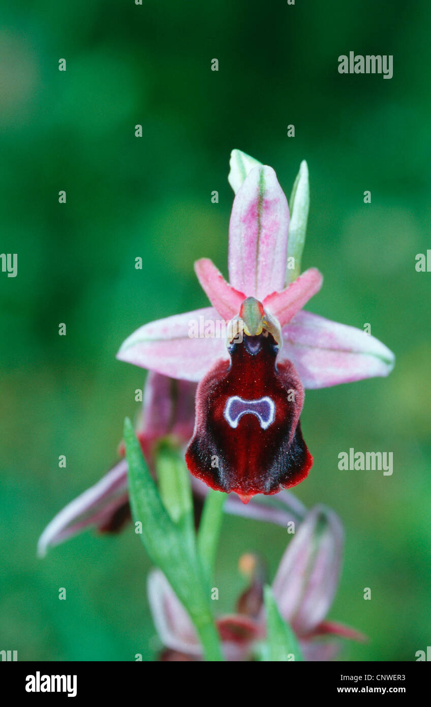 Hufeisen Orchidee (Ophrys Ferrum-Equinum), blühenden Einzelpersonen, ein Albino, Griechenland, Rhodos Stockfoto