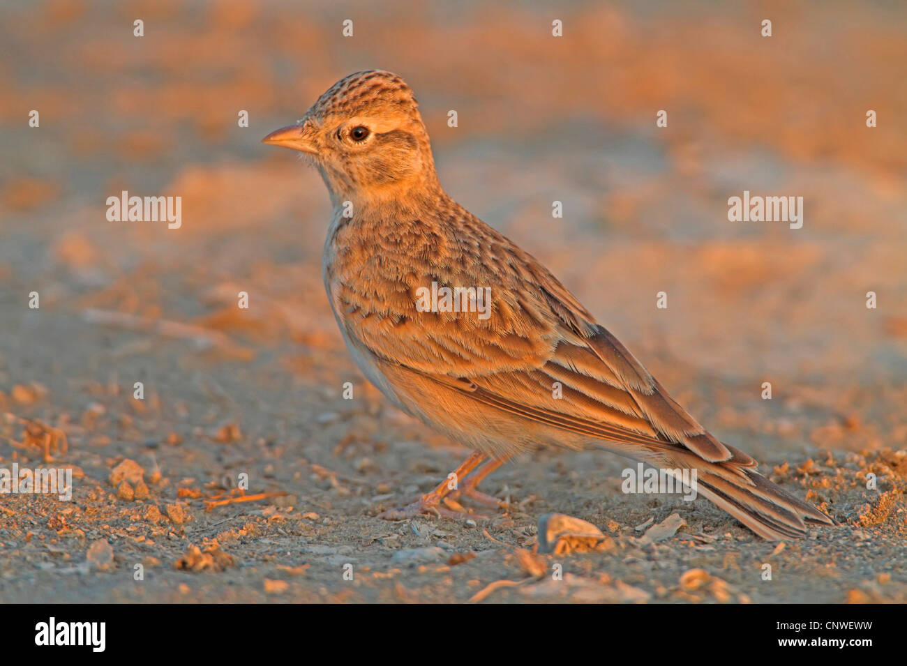 mehr kurz-toed Lerche (Calandrella Brachydactyla), sitzen auf dem Boden, Oman Stockfoto