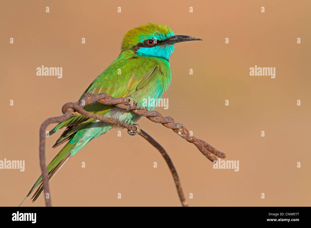 kleine grüne Biene-Esser (Merops Orientalis), sitzt auf einem Draht, Oman Stockfoto