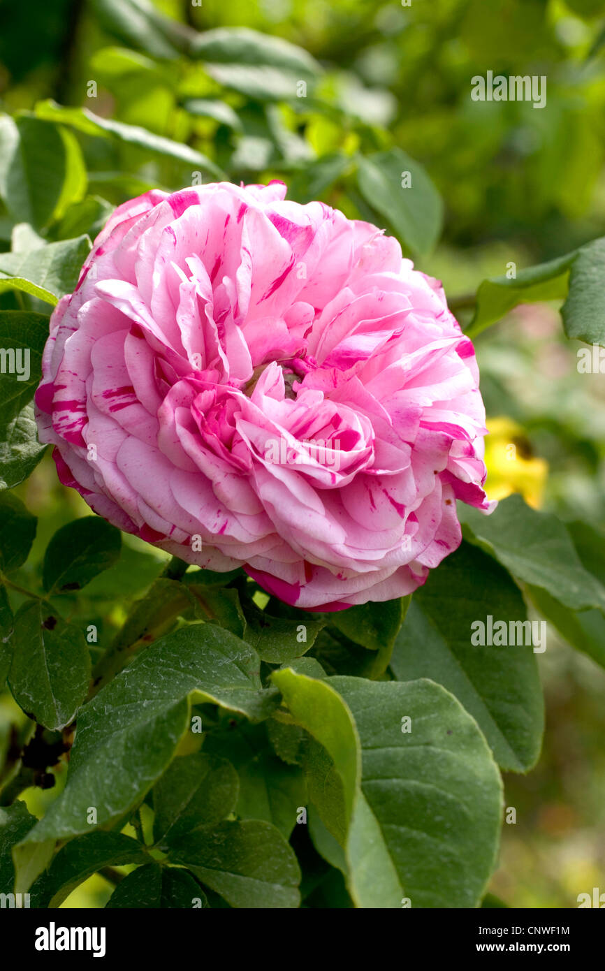 dekorative Rose (Rosa 