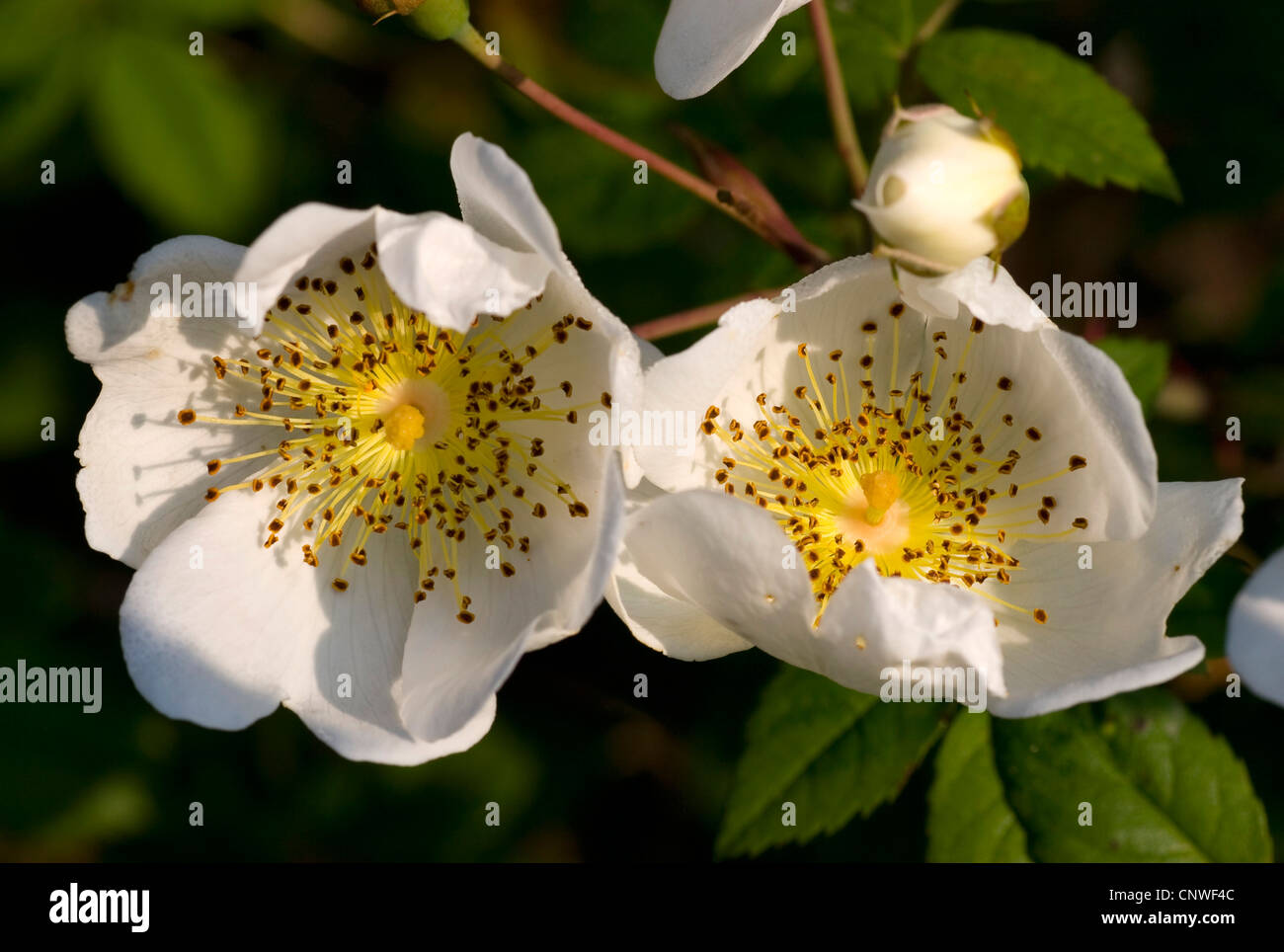 Feld-Rose (Rosa Arvensis), blühen Stockfoto