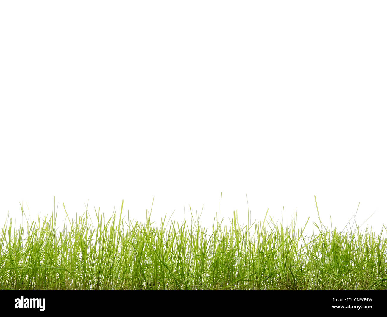 Frischen grünen Rasen auf weißem Hintergrund Stockfoto