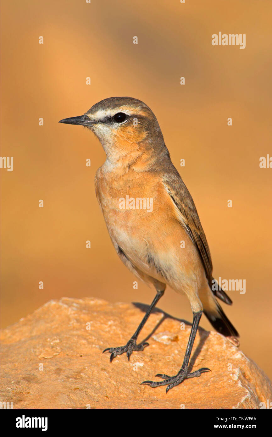 isabellinische Steinschmätzer (Oenanthe Isabellina), auf Felsen, Oman Stockfoto