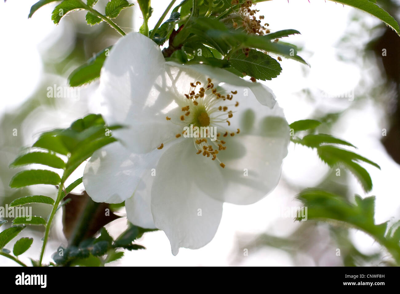 Berges Omei-Rose (Rosa Omeiensis), blühen Stockfoto