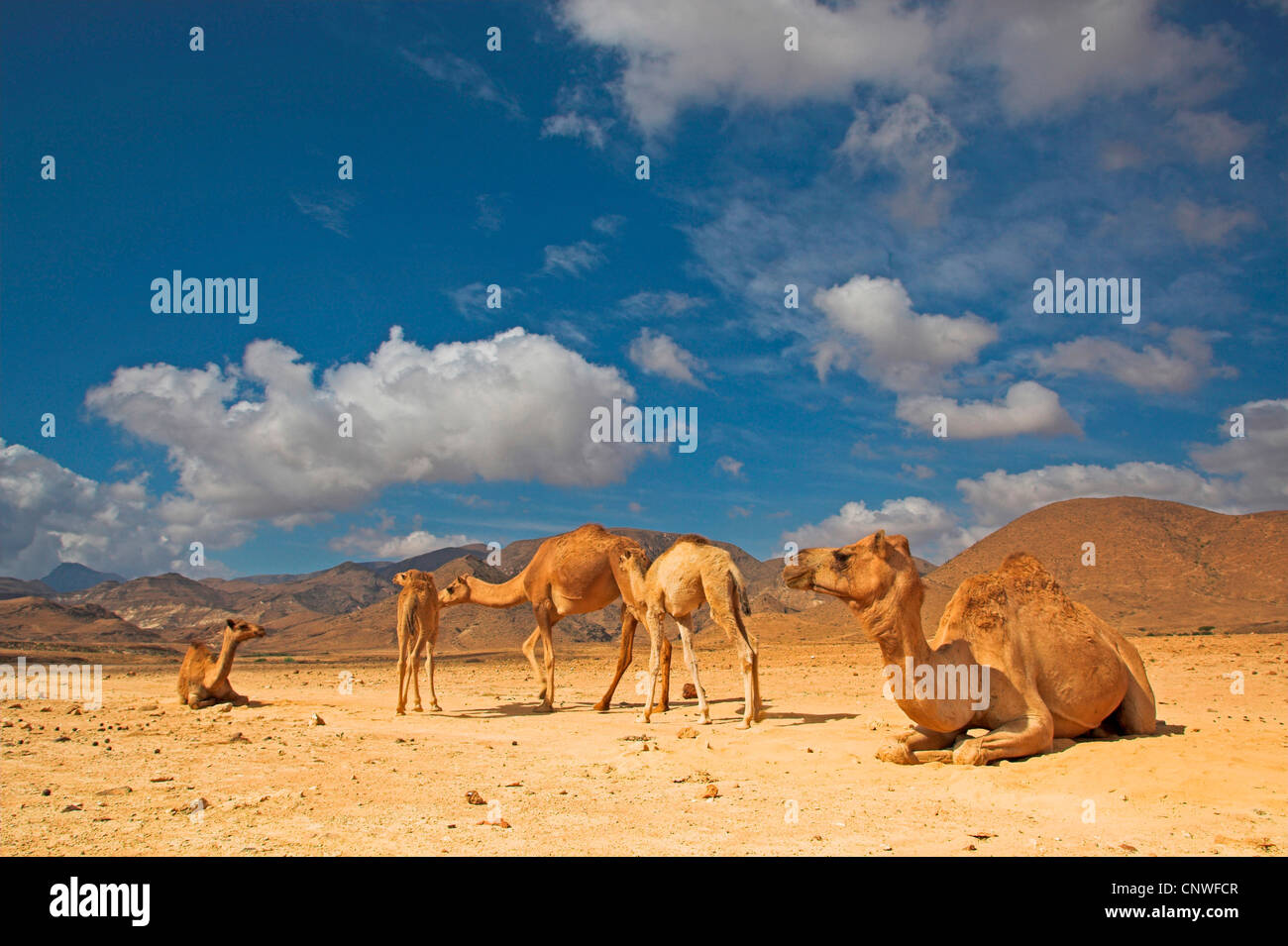 Dromedar, einen buckligen Kamel (Camelus Dromedarius), Herde in der Wüste, Oman Stockfoto