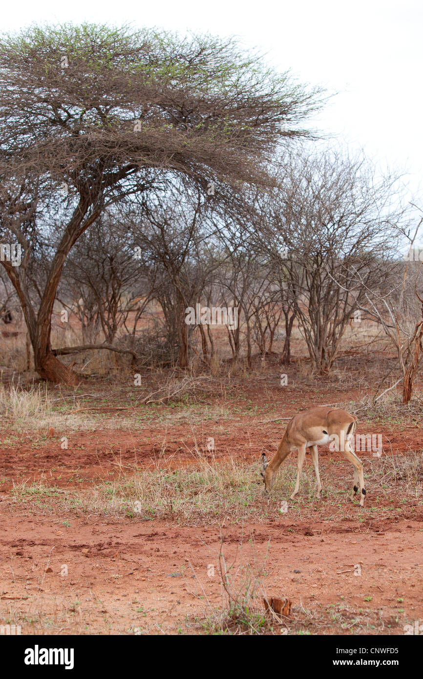 Ein Impala Essen einige Rasen im Krüger-Nationalpark, Südafrika Stockfoto