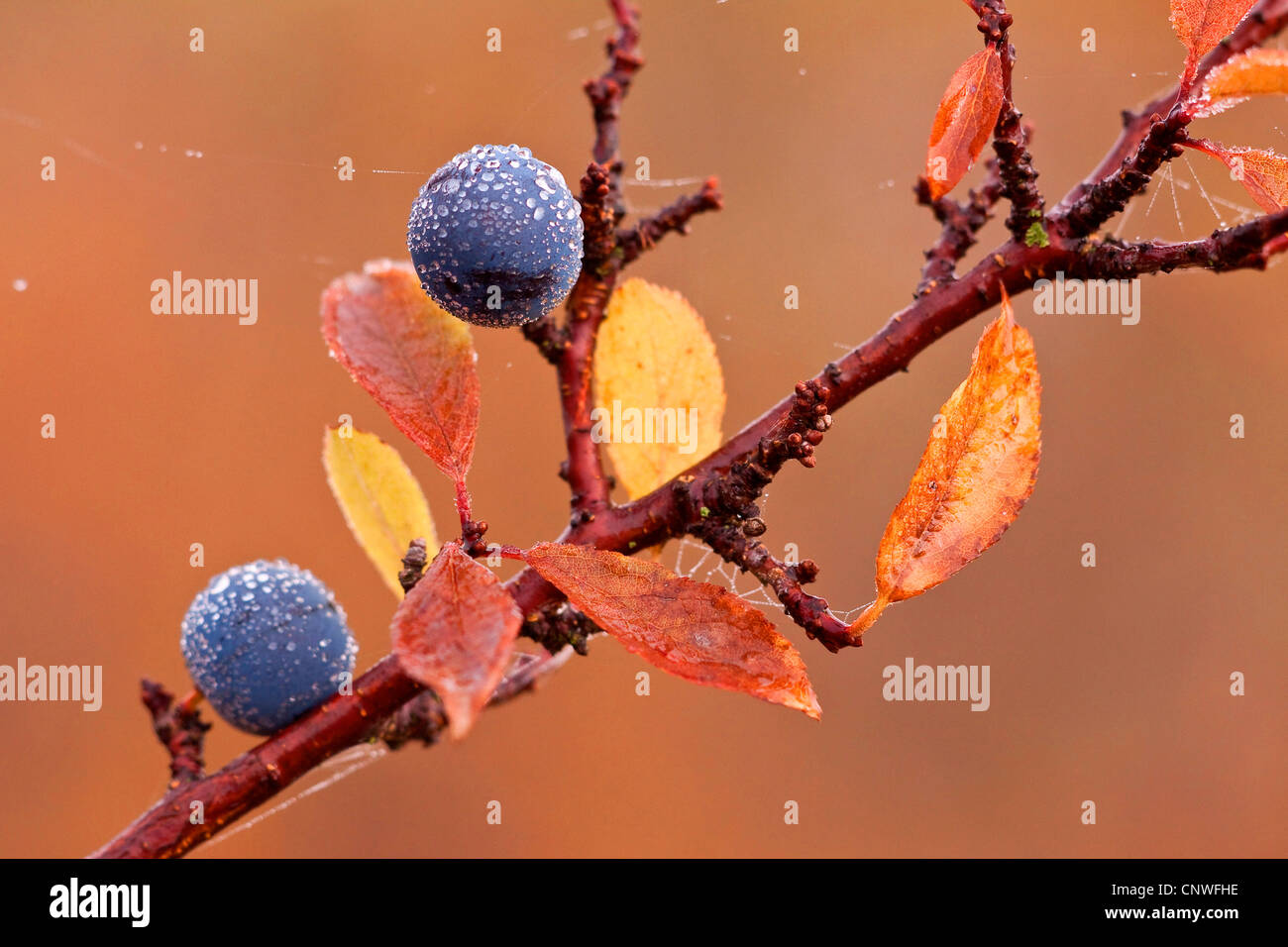 Schlehe, Schlehe (Prunus Spinosa), Früchte mit Gebrüll Frost, Deutschland, Hainich Nationalpark Stockfoto