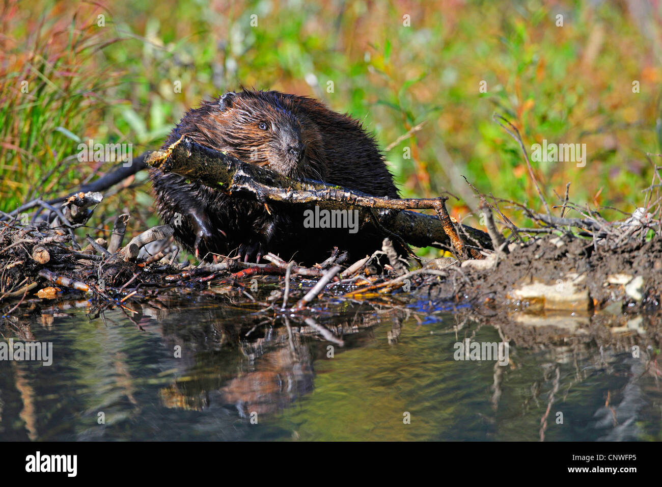 Nordamerikanische Biber, kanadische Biber (Castor Canadensis), bauen einen Damm, USA, Alaska, Denali Nationalpark Stockfoto