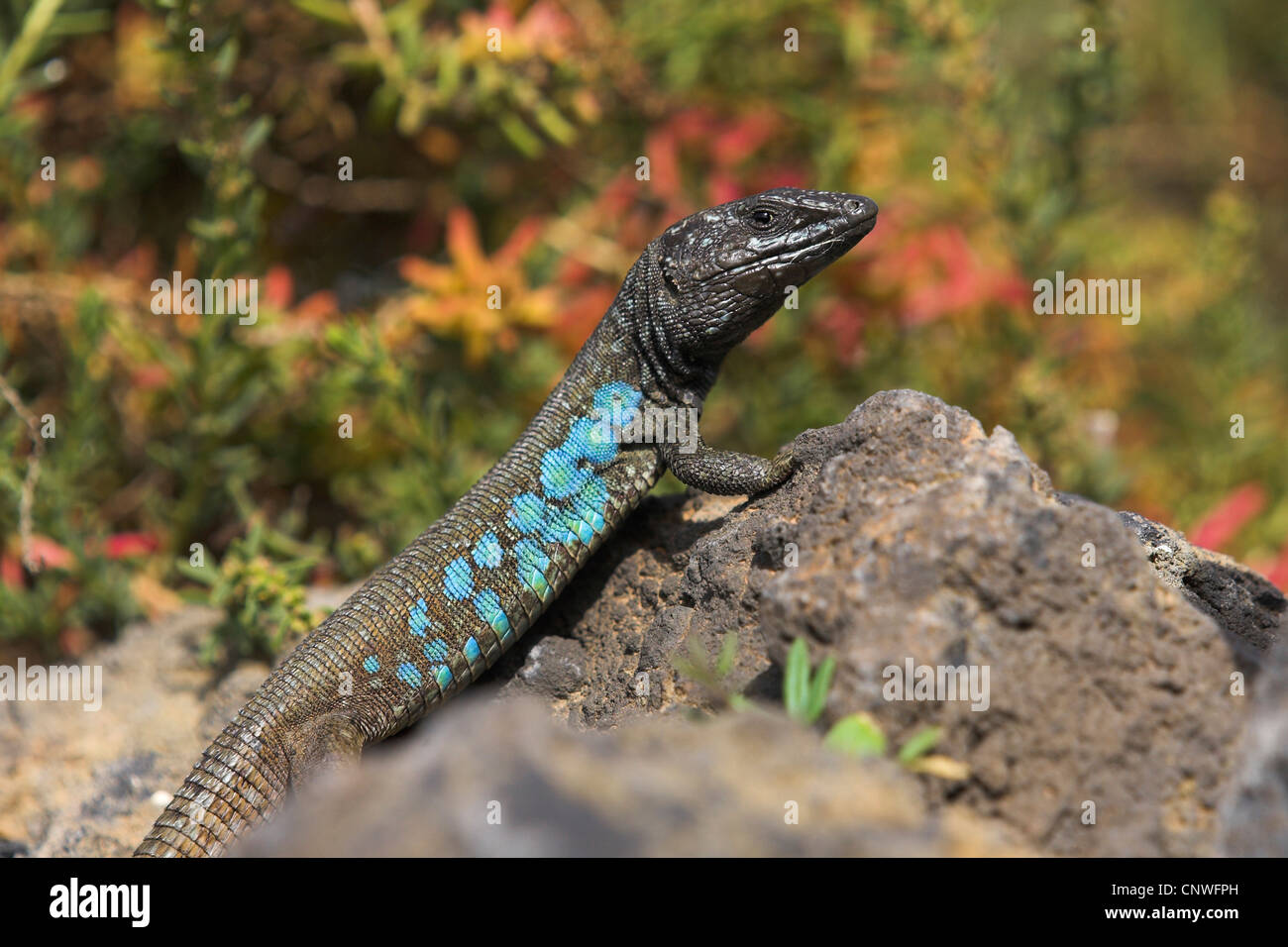 Atlantische eidechse gallotia atlantica -Fotos und -Bildmaterial in ...