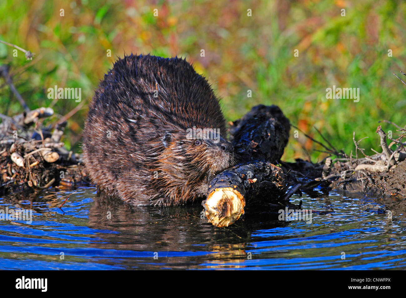 Nordamerikanische Biber, kanadische Biber (Castor Canadensis), bauen einen Damm, USA, Alaska, Denali Nationalpark Stockfoto