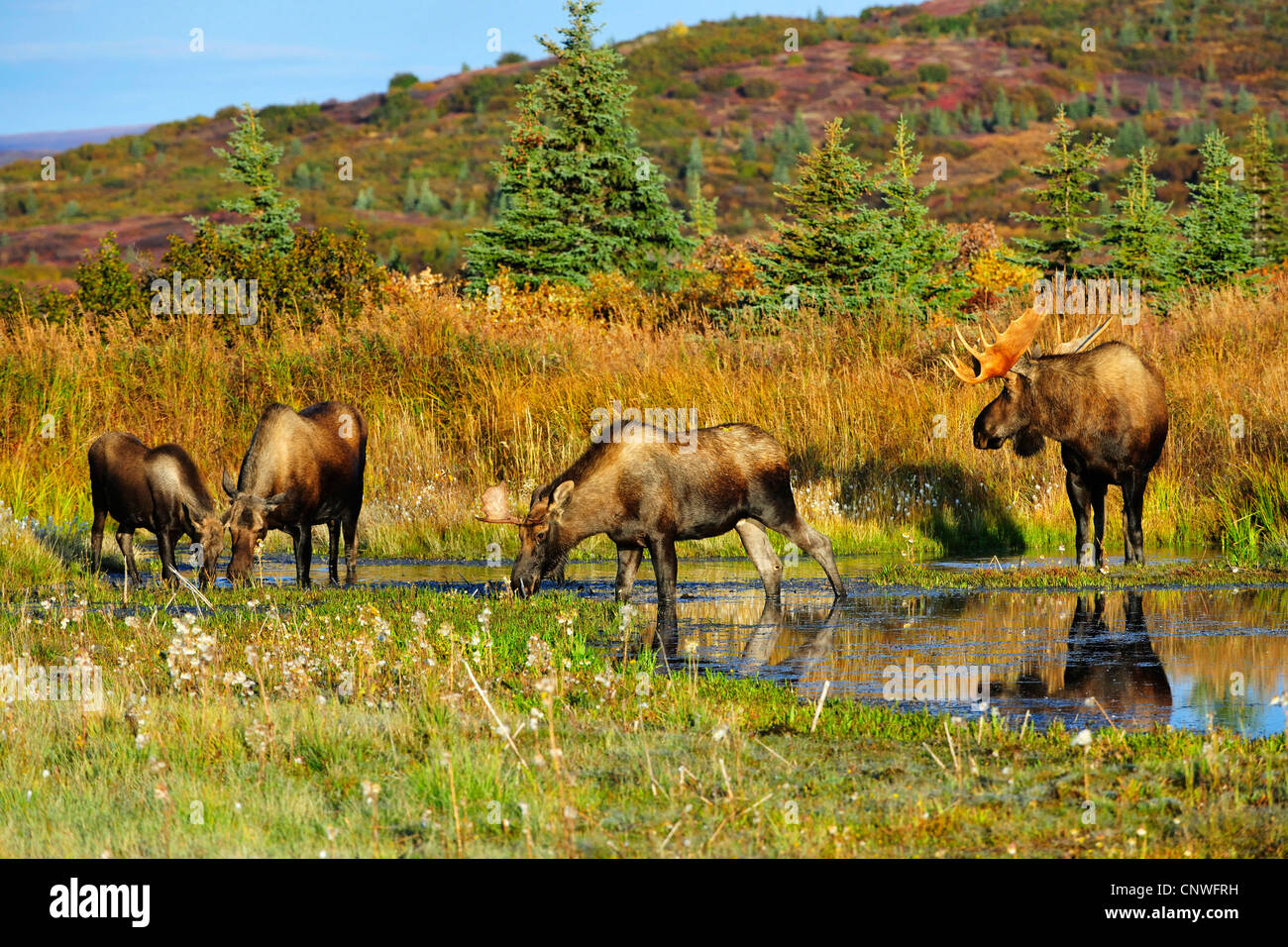 Alaska-Elch, Elch Tundra, Yukon Elch (Alces Alces Gigas), ernähren sich von Gräsern des Bodens von einem Teich, USA, Alaska, Denali Nationalpark Stockfoto