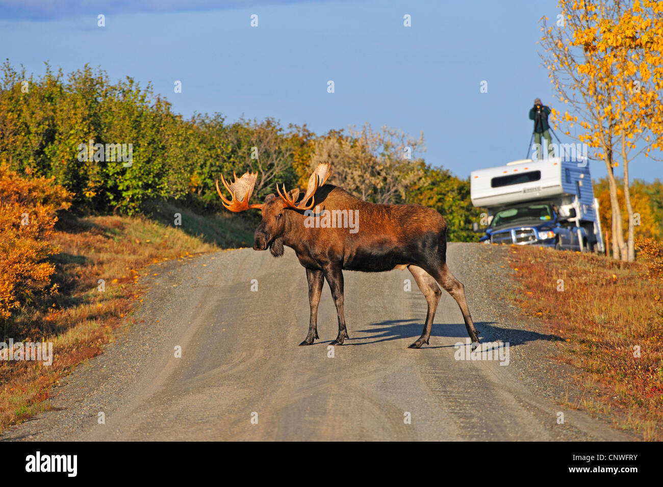 Alaska-Elch, Tundra Moose, Yukon Elch (Alces Alces Gigas), Männlich, überqueren eine Straße Fotograf im Hintergrund, USA, Alaska, Denali Nationalpark Stockfoto