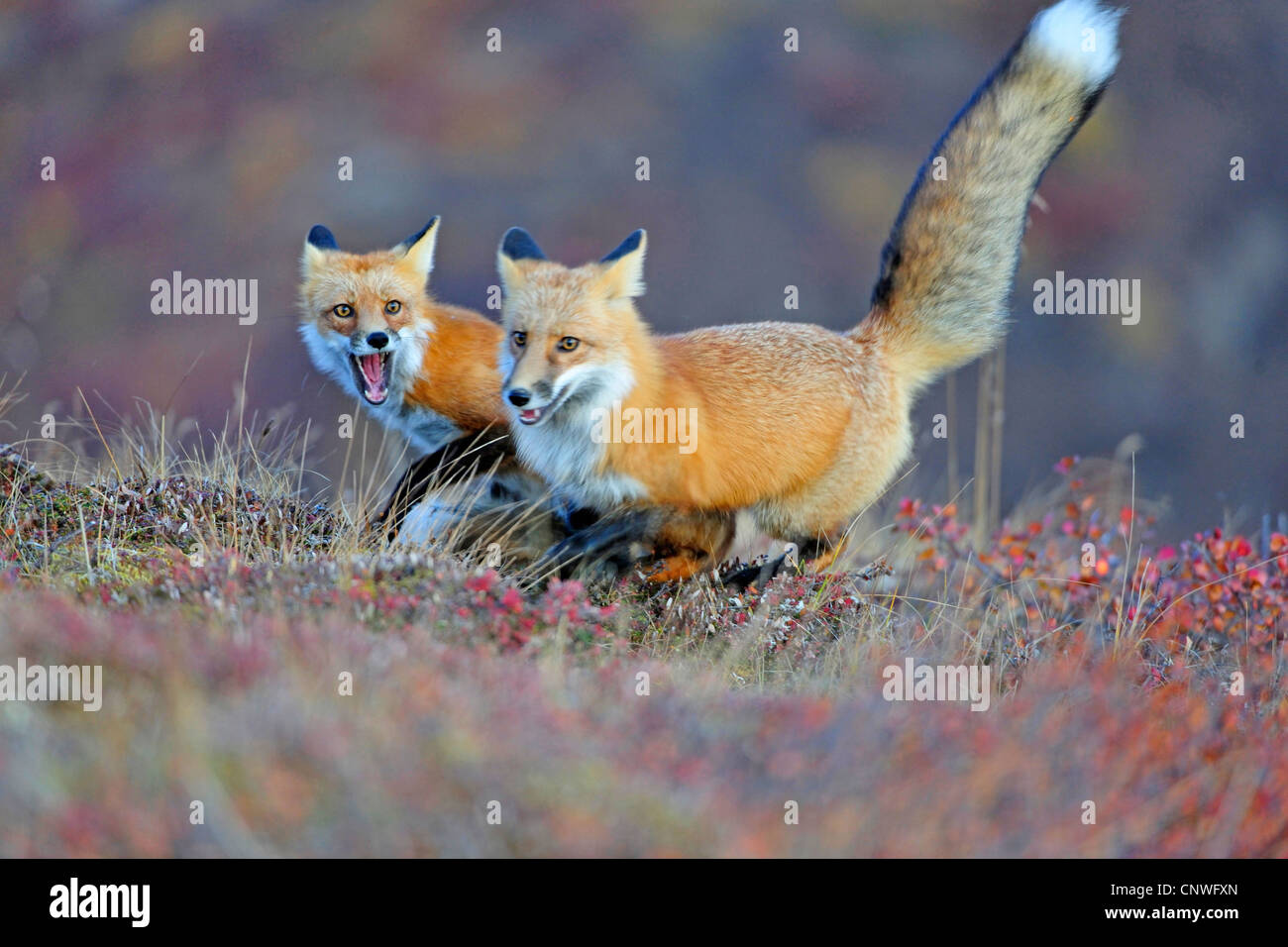 Rotfuchs (Vulpes Vulpes), Wiedergabe-Kits in den Morgen, USA, Alaska, Denali Nationalpark Stockfoto