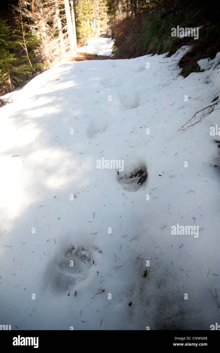 Brauner Bär, Grizzly Bär (Ursus Arctos Horribilis), Bauer druckt in Schnee, Kanada, Alberta, Waterton Lakes National Park Stockfoto