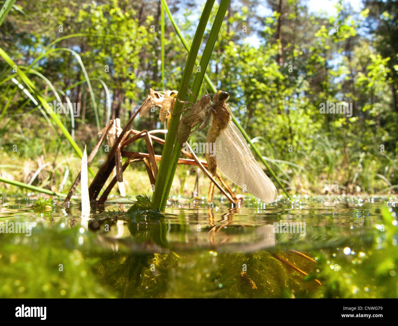 White-faced Darter, White-faced Libelle (Leucorrhinia Dubia), nur abreisend Exuviae, Deutschland, Bayern, Kesselsee Stockfoto