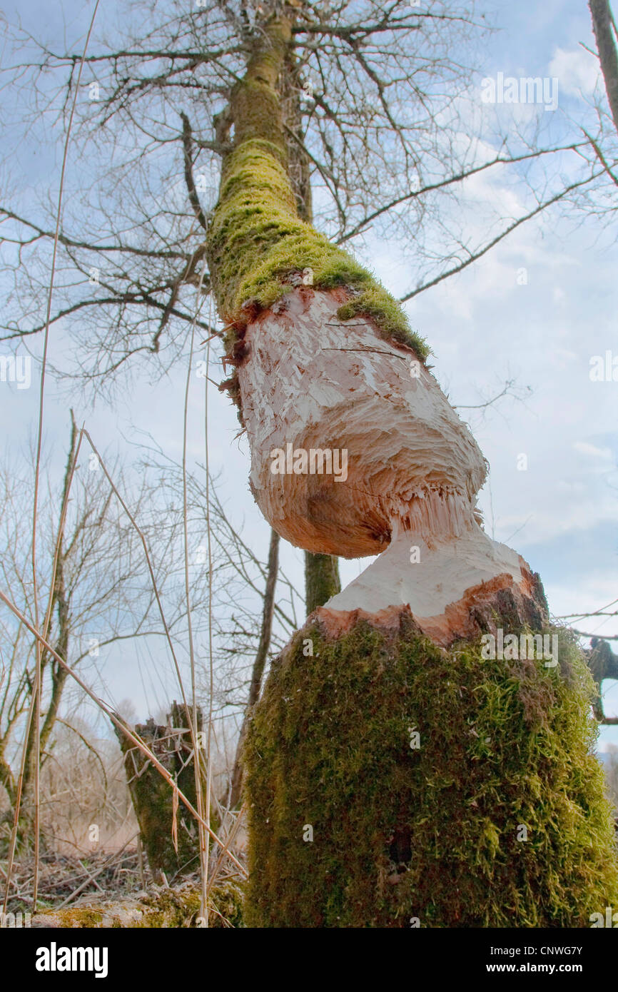 Eurasische Biber, europäische Biber (Castor Fiber), Weide mit sehr bemoosten Stamm abgehauen aber gefangen in einem anderen Baum, Deutschland, Bayern, Chiemsee Stockfoto