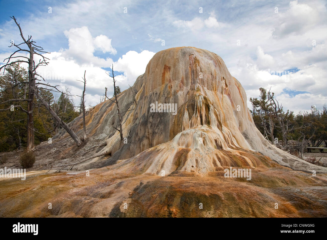 tote Bäume in Travertin Terrassen, Mammoth Hot Springs, Yellowstone-Nationalpark, Wyoming, USA Stockfoto