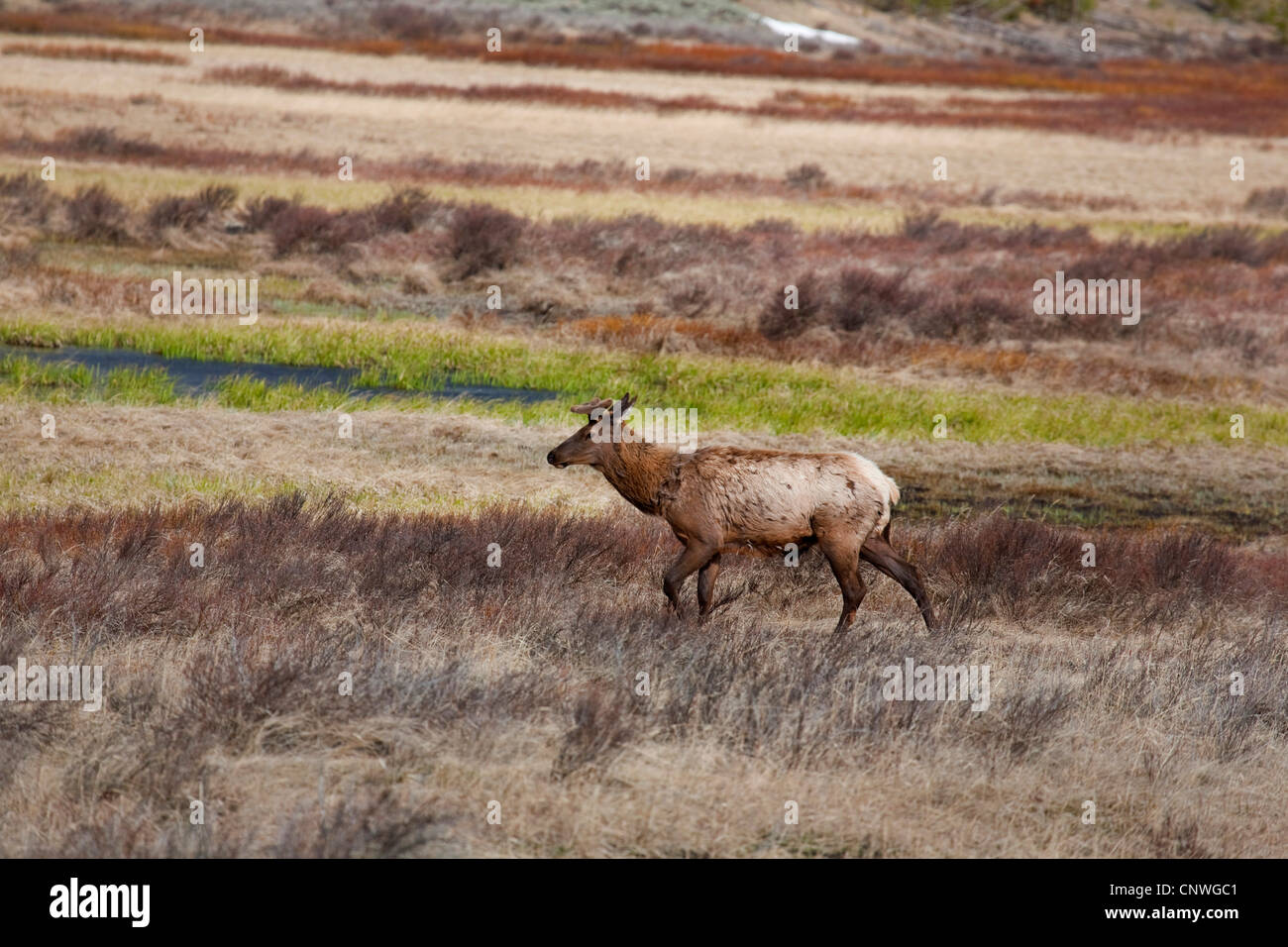 Nelsons Elche (Cervus Elaphus Nelsoni), überqueren Grünland, USA, Wyoming, Yellowstone-Nationalpark Stockfoto