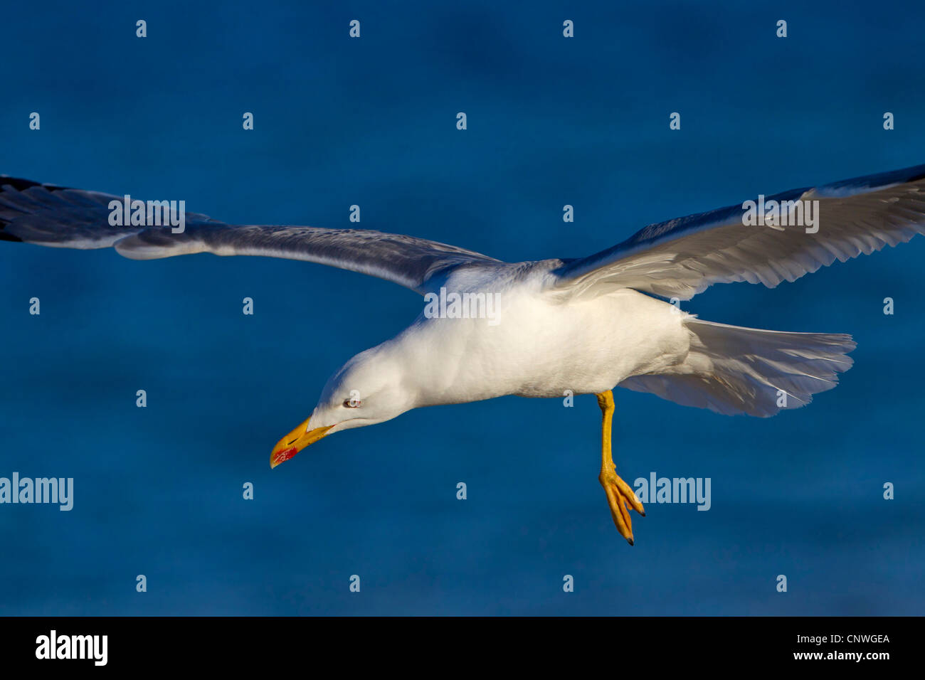 Gelb-legged Möve (Larus Michahellis, Larus Cachinnans Michahellis), fliegen, Spanien, Balearen, Mallorca Stockfoto
