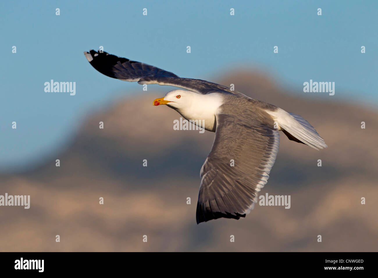 Gelb-legged Möve (Larus Michahellis, Larus Cachinnans Michahellis), fliegen, Spanien, Balearen, Mallorca Stockfoto