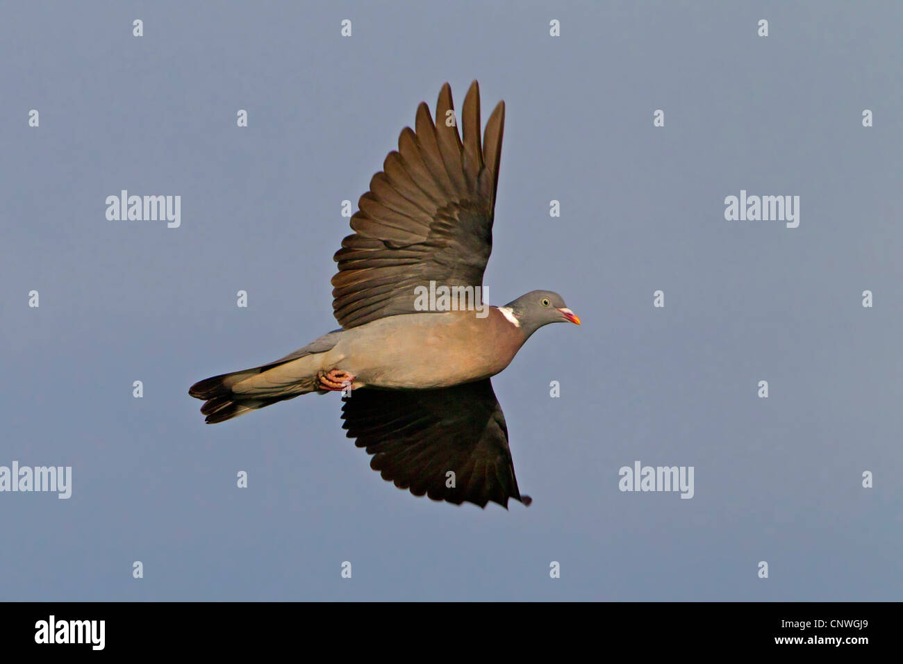 Ringeltaube (Columba Palumbus), fliegen, Spanien, Balearen, Mallorca Stockfoto