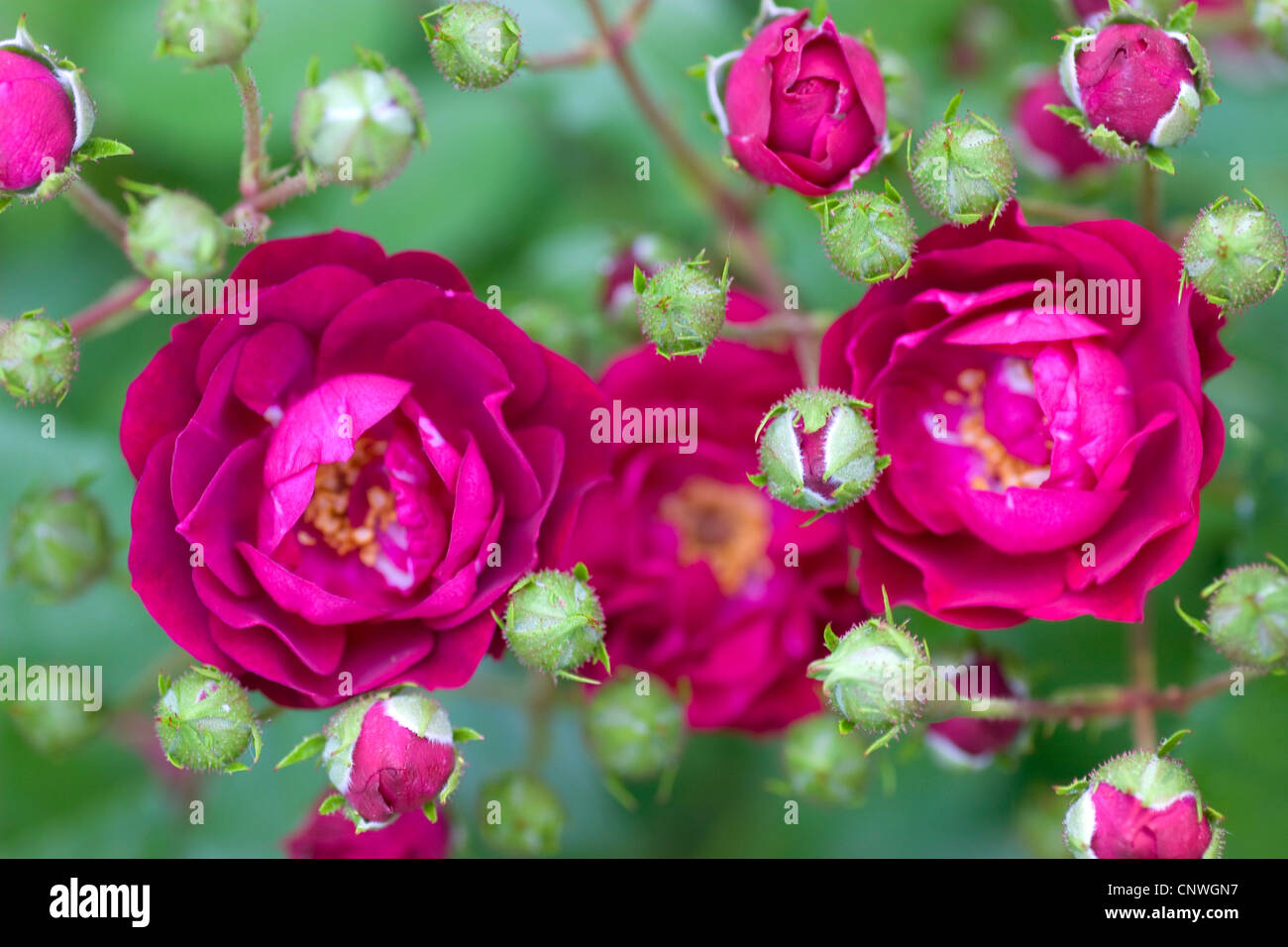 dekorative Rose (Rosa "Ilmenau", Rosa Ilmenau), Sorte Ilmenau  Stockfotografie - Alamy