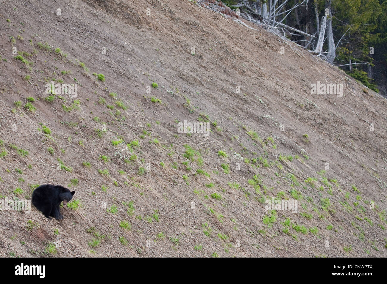 Amerikanische Schwarzbären (Ursus Americanus), sitzen am Hang, USA, Washington, Olympic Nationalpark Stockfoto